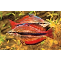 Melanotaenia Trifasciata Goyder river red 4-5cm Melanotaenia Trifasciata Goyder river red 4-5cm